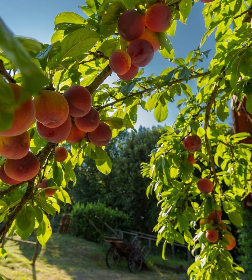Agriturismo Alle Rose Вольтерра Экстерьер фото